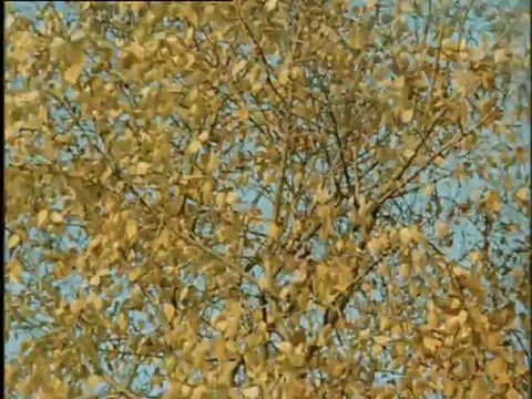 Живописцы окуните ваши кисти - Покровские ворота