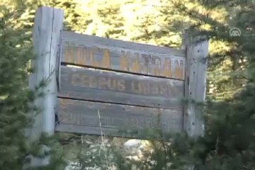 En yaşlı sedir ağaçları