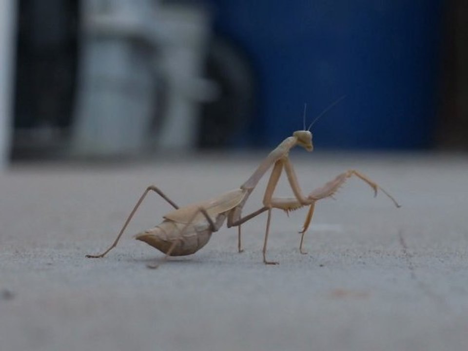 Praying Mantis - Fuji X10 Video Test