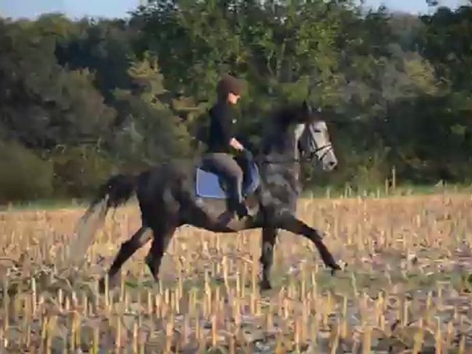 Trot dans les champs