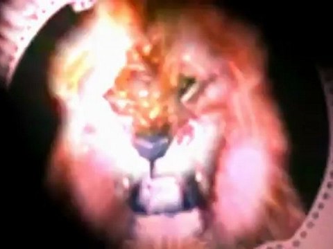 Metro-Goldwyn-Mayer LIONS #6 (1921-2008) HD (1)