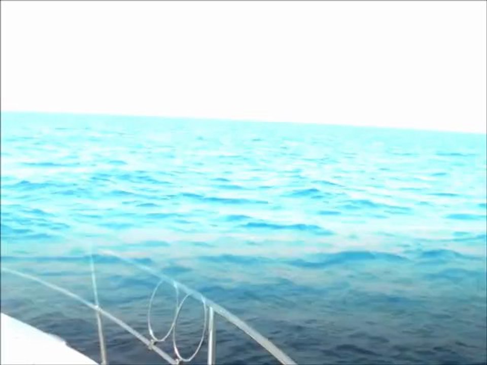 TRAVERSEE CORSE DAUPHINS ET BALEINES