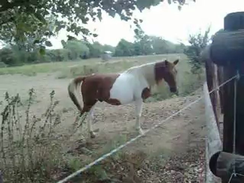 Bambi Cheval ala retraite et toujour beau
