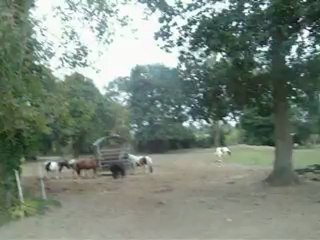 Pré des poneys 2