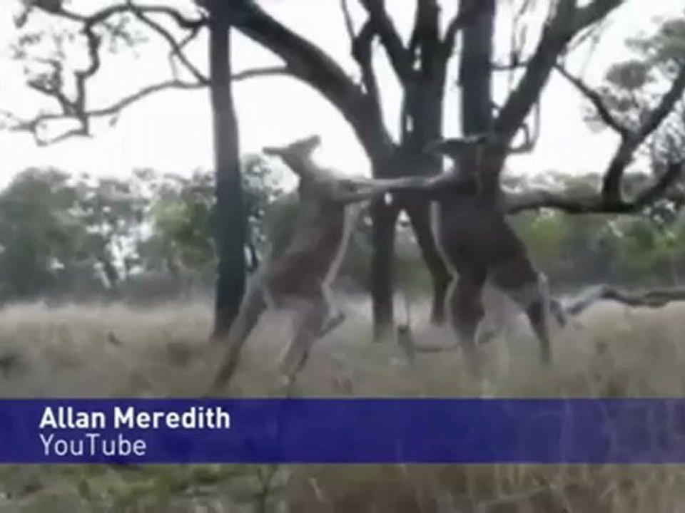 Combat de kangourou en live!! au top !!