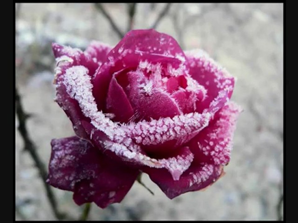 Χαρούλα Αλεξίου - Το πολύ μαζί σκοτώνει