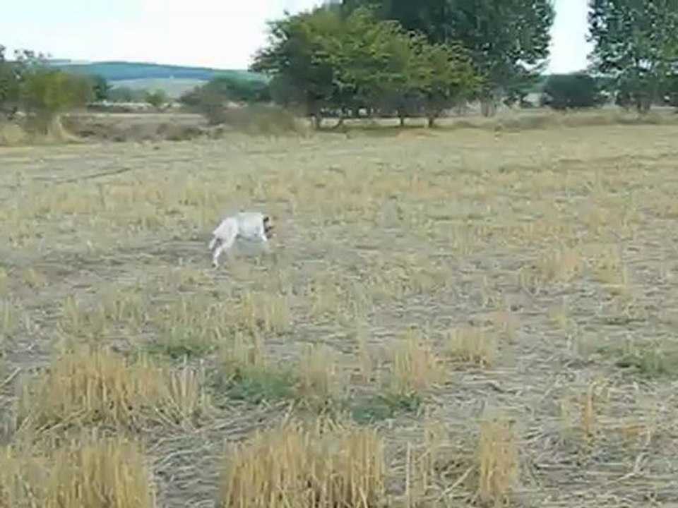 Hera Dicrocedomini -2