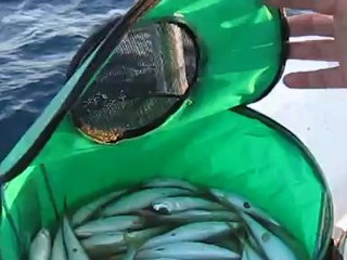 Çeşme Organizasyonu 'amatörbalıkçı.net' 14 Ekim 2012