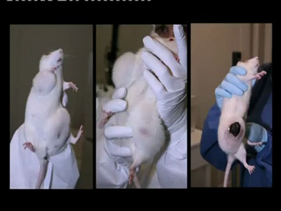 OGM, le moment de vérité