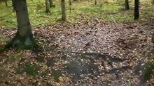 Бесстрашные белки