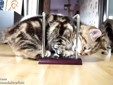 Котята изучают основы физики