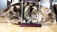 Котята изучают основы физики