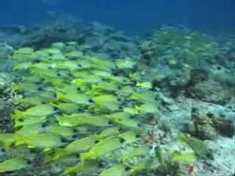 Diving Maldives Kuredu Sharks 2004