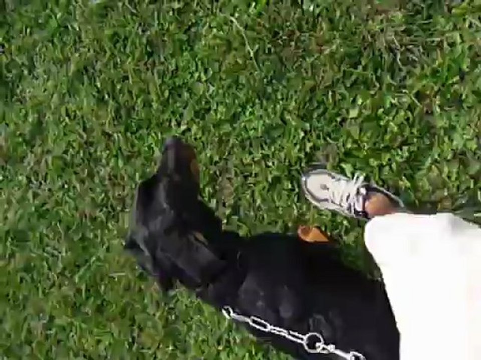 Dernière marche aux pieds du ptit Dragon Taî à son club préféré