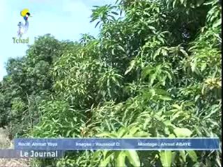 DERNIER JTV TCHAD FRANÇAIS DU 21 OCTOBRE 2012 SUR TOL