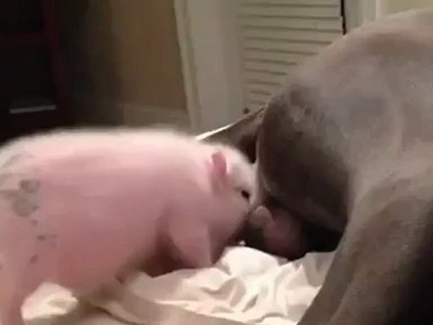 Un porcelet croit qu'un chien est sa mère - The Appli dispo sur l'app store Gratuit - # TheAppli