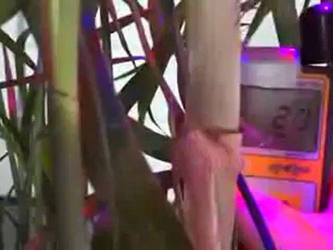 Blu LEDs' LED Grow Lights Being Tested