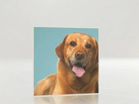 Nutritional Supplements for your Aging Dogs