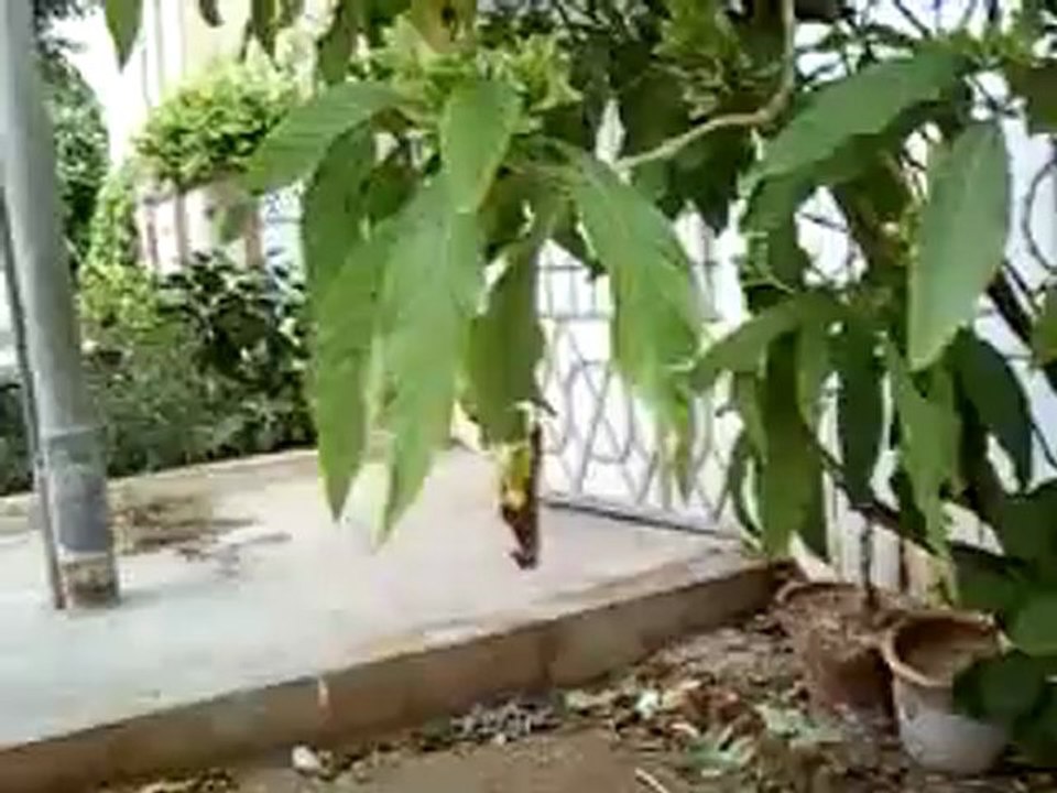 AMMAR Tree