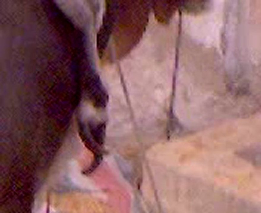 5 legs cow