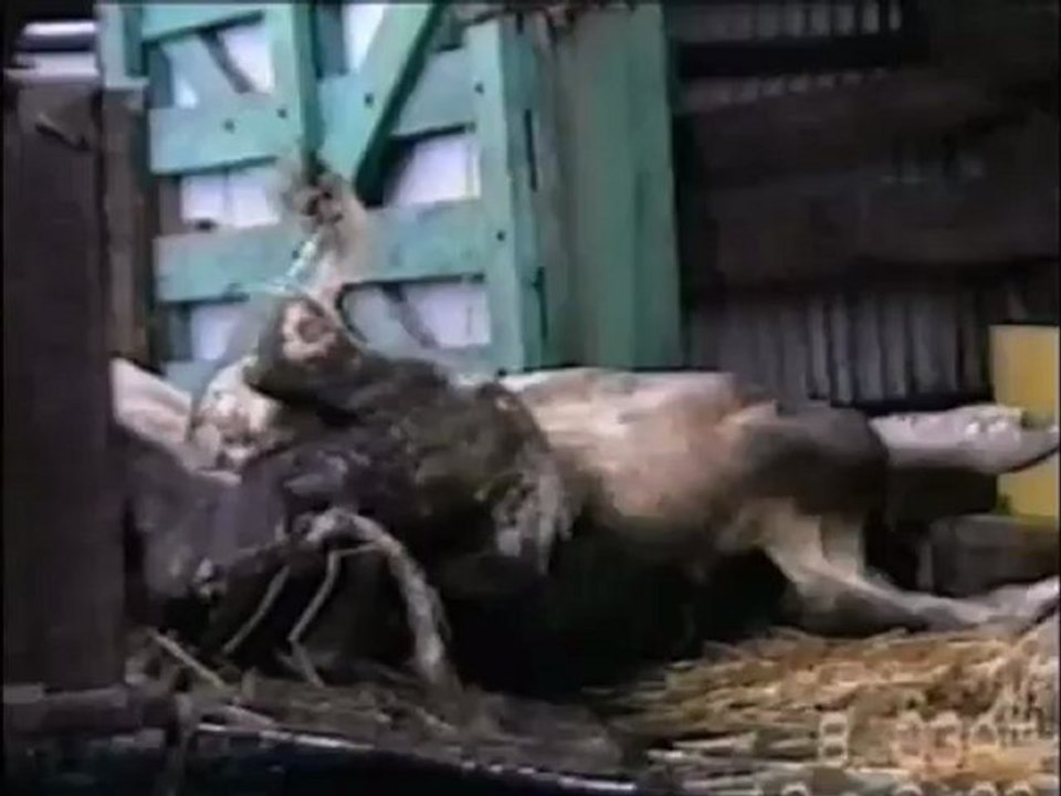 Earthlings - Teil 1 von 2