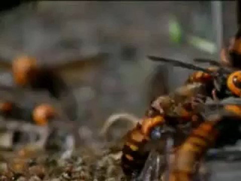 30 Tane Japon Eşek Arısı 30 Bin Bal Arısını Nasıl Katlediyor