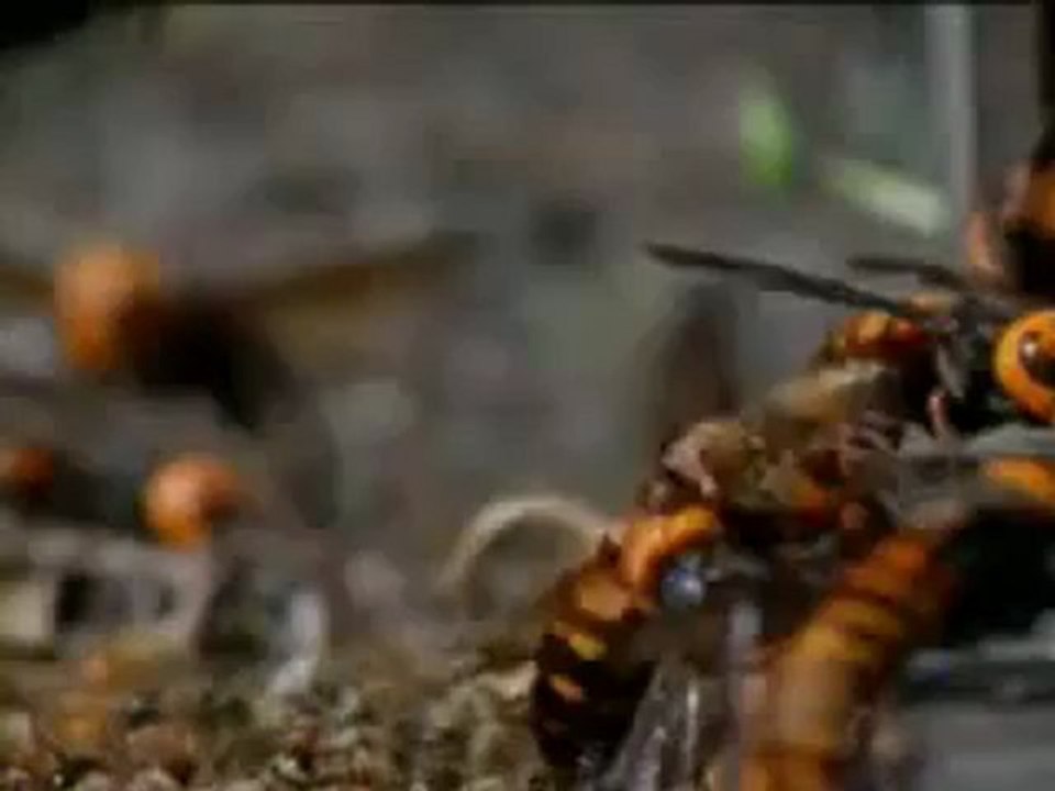 30 Tane Japon Eşek Arısı 30 Bin Bal Arısını Nasıl Katlediyor