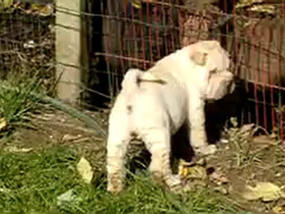 Havana 1mois et demi