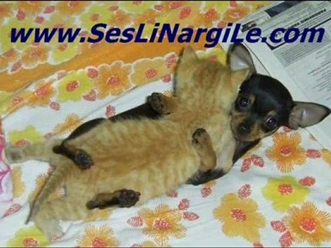 SESLİ SOHBET CHAT SİTELERİ ANİMASYON İKONLAR WWW.SESLİPEPSİ.COM
