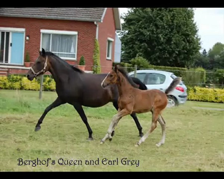 Earl_Grey_2012