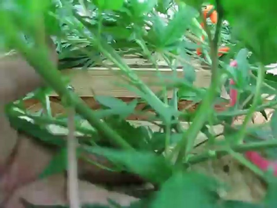 BD OG 10-1-12, day 23, Undergrowth