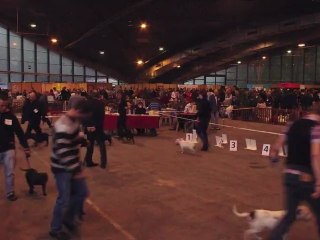 Concours du plus beau chien