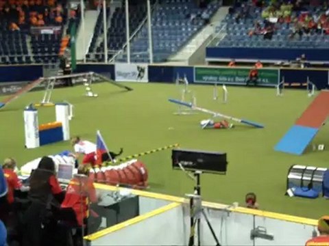 Working kelpie WC Agility 2012