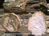 Polished Petrified Wood