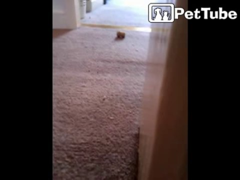 Oli the naughty cat in hide and attack mode!