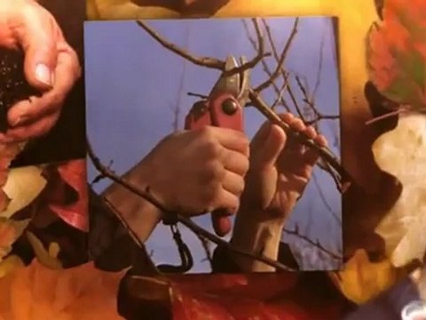 Garcia Professional Tree Service - (281) 658-2057