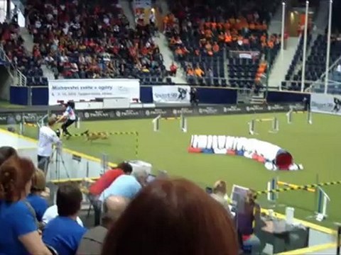 Berger belge Malinois WC Agility 2012