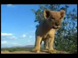 Цар лъв с истински животни Част 2