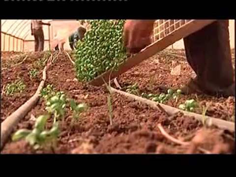 محطات فلسطينية النباتات الطبية