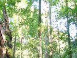 Bialowieza - Der letzte Urwald Europas | Global 3000