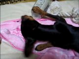 マジシャン（ミニピン・Miniature Pinscher）