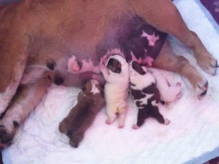 bebes  Bulldog anglais CH TYSON DU QUARRYLANE COTTAGE ET MULT CH GARNER BE FABULOUS  2012