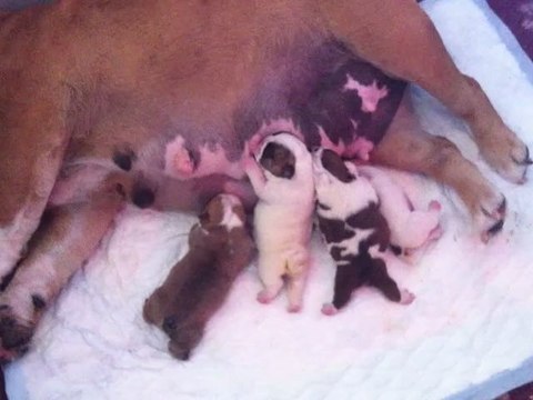 bebes Bulldog anglais CH TYSON DU QUARRYLANE COTTAGE ET MULT CH GARNER BE FABULOUS 2012