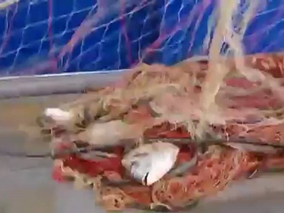 Protecting the sea italian style | global 3000