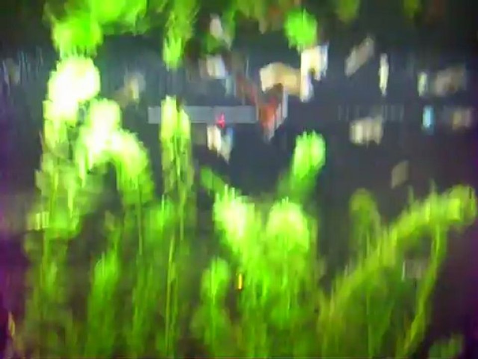 Akvaryum