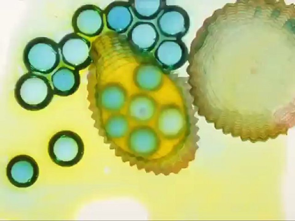 Equ GOCCIA