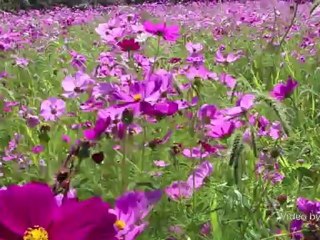 コスモスが見頃です！（2012年10月21日）