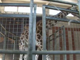 Arrivée d'une nouvelle femelle girafe