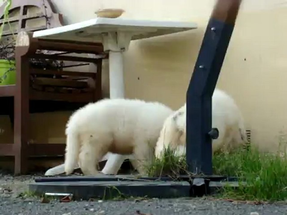 Magic et Highlander