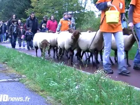 Les moutons font leur apparition à Vauréal